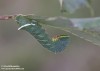 lišaj (Motýli), Pachysphinx occidentalis (Lepidoptera)